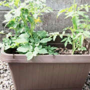 ヒメ日記 2025/05/23 11:41 投稿 新人 さくらｻﾝ De愛急行 栗東インター店