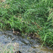 ヒメ日記 2025/08/15 11:28 投稿 新人 さくらｻﾝ De愛急行 栗東インター店