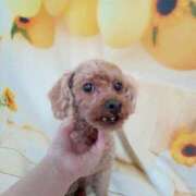 ヒメ日記 2025/08/28 13:20 投稿 いぶき 即トク奥さん