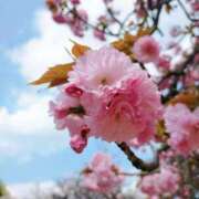 ヒメ日記 2025/04/22 12:17 投稿 いのり E+アイドルスクール池袋店