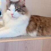 ヒメ日記 2026/04/06 11:29 投稿 のん 浜松駅前ちゃんこ