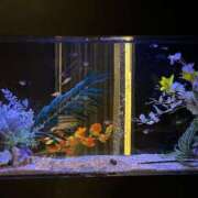 ヒメ日記 2025/06/17 11:31 投稿 麦（むぎ） NOA（ノア）