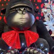 ヒメ日記 2026/01/29 14:09 投稿 麦（むぎ） NOA（ノア）