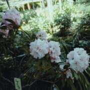 ヒメ日記 2025/05/05 21:46 投稿 なの ごほうびSPA福岡店