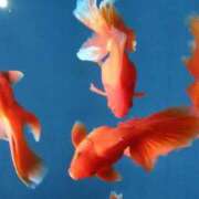 ヒメ日記 2025/07/10 12:05 投稿 服部　しゅり エテルナ彦根