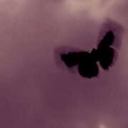 ヒメ日記 2026/01/05 10:33 投稿 新人らな DRAMA（ドラマ）