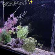 ヒメ日記 2026/02/07 12:34 投稿 新人らな DRAMA（ドラマ）