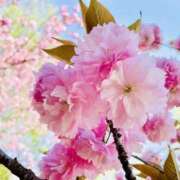 ヒメ日記 2026/02/28 15:12 投稿 むつき 逢って30秒で即尺