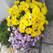 ヒメ日記 2025/05/07 13:02 投稿 陽帆(あきほ) PLUS十三店