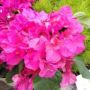 ヒメ日記 2025/05/30 15:28 投稿 陽帆(あきほ) PLUS十三店