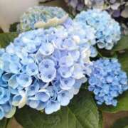 ヒメ日記 2025/06/05 00:18 投稿 陽帆(あきほ) PLUS十三店