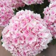 ヒメ日記 2025/06/10 23:48 投稿 陽帆(あきほ) PLUS十三店