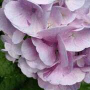 ヒメ日記 2025/06/16 15:48 投稿 陽帆(あきほ) PLUS十三店