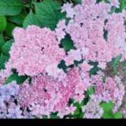 ヒメ日記 2025/06/18 22:38 投稿 陽帆(あきほ) PLUS十三店