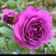 ヒメ日記 2025/06/25 13:49 投稿 陽帆(あきほ) PLUS十三店