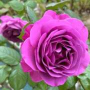 ヒメ日記 2025/07/15 19:38 投稿 陽帆(あきほ) PLUS十三店