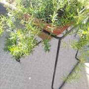 ヒメ日記 2026/01/18 15:38 投稿 陽帆(あきほ) PLUS十三店