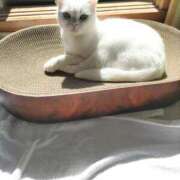 ヒメ日記 2026/02/19 13:48 投稿 陽帆(あきほ) PLUS十三店