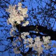 ヒメ日記 2025/04/04 16:19 投稿 あさひ 熟女の風俗最終章 本厚木店