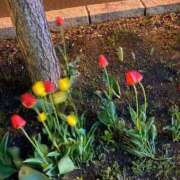 ヒメ日記 2025/05/11 17:08 投稿 柏木ちか お姉さんLABO -艶-