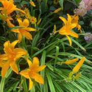 ヒメ日記 2025/08/15 21:09 投稿 柏木ちか お姉さんLABO -艶-