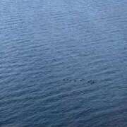 ヒメ日記 2025/12/17 21:48 投稿 柏木ちか お姉さんLABO -艶-