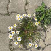 ヒメ日記 2025/05/13 20:58 投稿 みに 制服天国（ユメオト）