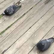 ヒメ日記 2025/06/17 13:30 投稿 みに 制服天国（ユメオト）