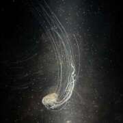 ヒメ日記 2025/05/02 18:17 投稿 三森らら -NEO-皇帝別館（中央街）