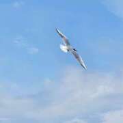 ヒメ日記 2026/04/08 11:18 投稿 かな 福岡ちゃんこ大牟田店