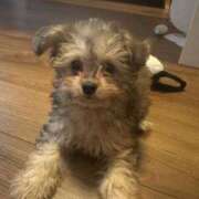 ヒメ日記 2025/08/06 03:35 投稿 みいあ★今世紀最大のリピート率 Chloe錦糸町店 S級素人清楚系デリヘル