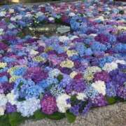 ヒメ日記 2025/06/25 14:53 投稿 さんご イエローキャブ