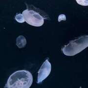 ヒメ日記 2025/04/20 10:46 投稿 れもん 激安ドットコム