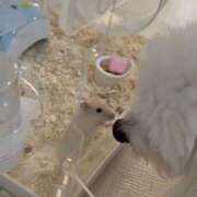 めい 新しい家族‪⋆⸜🐹⸝‍⋆‬ 僕のぽっちゃり伝説
