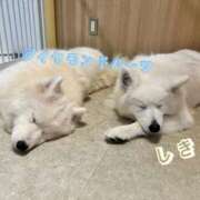 ヒメ日記 2025/11/30 12:19 投稿 志季(しき) Diamond Hearts