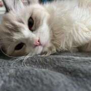 ヒメ日記 2025/05/17 13:49 投稿 雪音はつね 水戸ソープ アイドル彼女