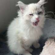 ヒメ日記 2025/11/03 00:36 投稿 雪音はつね 水戸ソープ アイドル彼女