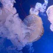 ヒメ日記 2025/11/20 23:54 投稿 雪音はつね 水戸ソープ アイドル彼女