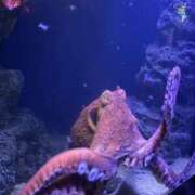 ヒメ日記 2025/11/30 22:48 投稿 雪音はつね 水戸ソープ アイドル彼女