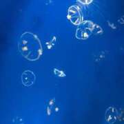 ヒメ日記 2025/12/13 01:14 投稿 雪音はつね 水戸ソープ アイドル彼女