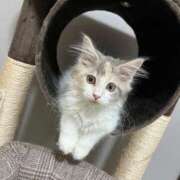 ヒメ日記 2025/12/16 10:31 投稿 雪音はつね 水戸ソープ アイドル彼女