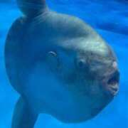 ヒメ日記 2026/01/05 10:56 投稿 雪音はつね 水戸ソープ アイドル彼女