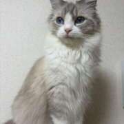 ヒメ日記 2026/02/06 10:53 投稿 雪音はつね 水戸ソープ アイドル彼女