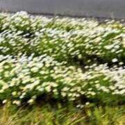 吉岡すみれ【即完売嬢甘い接吻】 感謝💐 Club Rosa