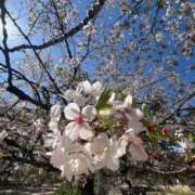 ヒメ日記 2026/04/08 16:44 投稿 【海乃 さんご】 梅田ムチSpa女学院