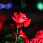 ヒメ日記 2025/04/22 00:51 投稿 新人・真白(ましろ) グランドオペラ福岡