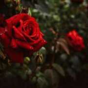 ヒメ日記 2025/04/24 00:21 投稿 新人・真白(ましろ) グランドオペラ福岡