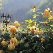 ヒメ日記 2025/04/25 14:28 投稿 新人・真白(ましろ) グランドオペラ福岡