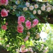 ヒメ日記 2025/04/26 10:54 投稿 新人・真白(ましろ) グランドオペラ福岡