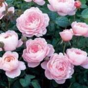 ヒメ日記 2025/04/26 12:05 投稿 新人・真白(ましろ) グランドオペラ福岡